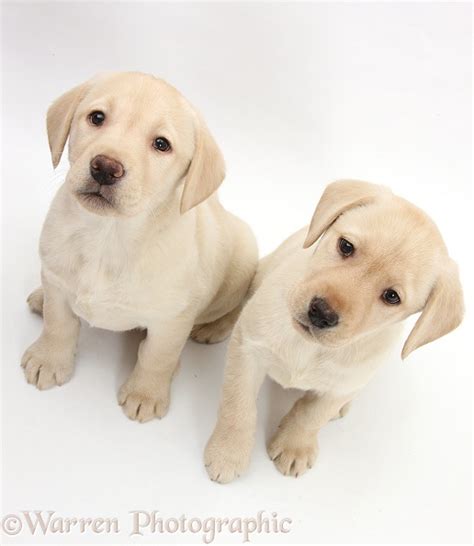Dogs Yellow Labrador Retriever Puppies 8 Weeks Old Photo Wp33548