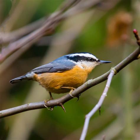 Red Breasted Nuthatch — Eastside Audubon Society