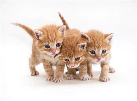 By jeremy sutheim may 18, 2019. Kawaii Neko: 100 Cute Japanese Cat Names With Their ...