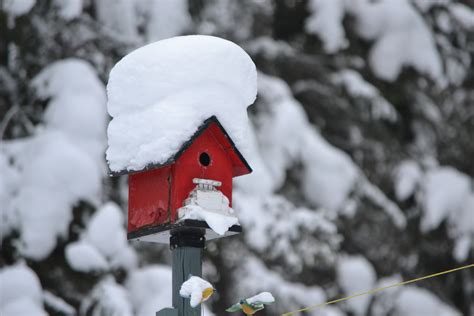 Birds The Word In Winter Help Feed Them Espoma