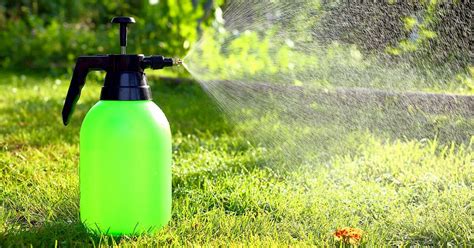 Why You Need Pre Emergent Weed Spray Service