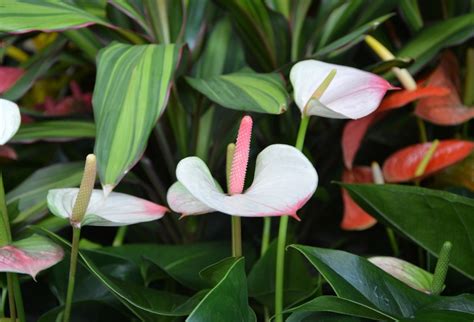 flores e folhagens plantasonya o seu blog sobre cultivo de plantas e flores