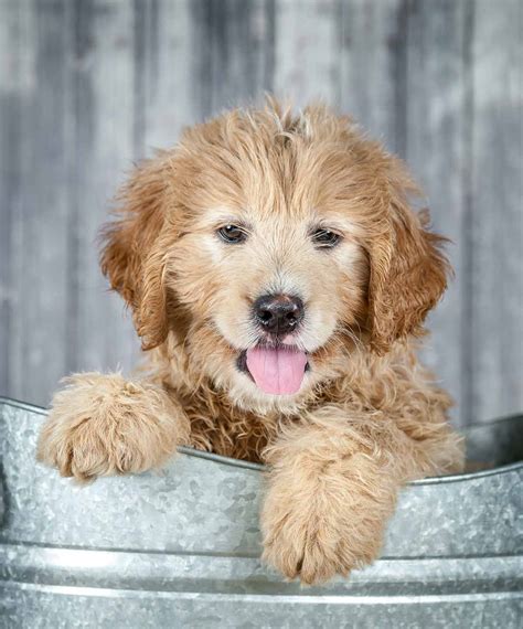 What Is A Golden Retriever Poodle Cross