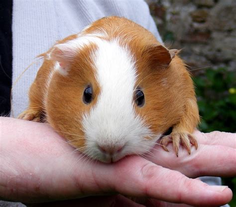 Smooth Haired Guinea Pig Orange And White Smooth Haired Gu Flickr