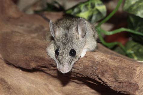 How Fast Do Mice Multiply In Your Home Preventive Pest Control