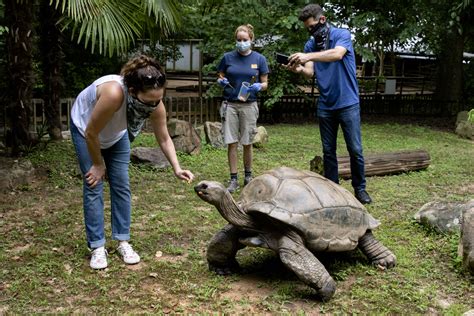 Worlds Second Largest Tortoises Zoo Atlanta