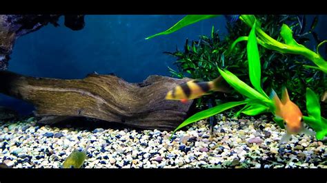 Clouded Ghost Knifefish Adontosternarchus Nebulosus Youtube