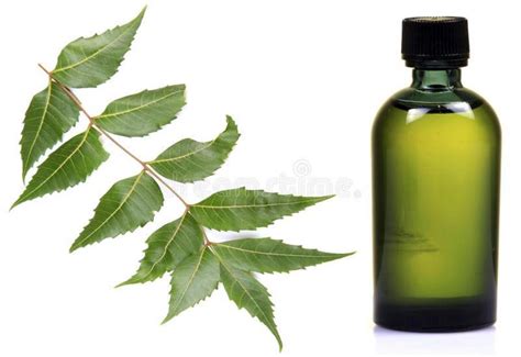 And, the best part is that it isn't as hard to make your own neem oil. Neem oil and leaves: impressive health benefits and uses ...