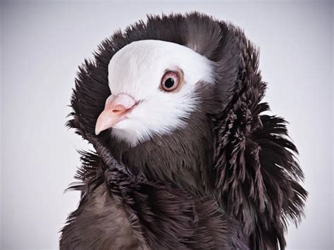 The roller and tumbler breeds of pigeon have been selected for tumbling behaviour in flight, to the extent that some tumblers can no longer fly but, . Old Dutch Capuchine - Fancy Pigeon - Bin3aiah World!