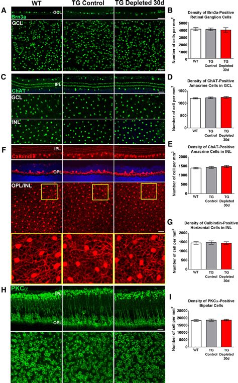 Effect Of Retinal Microglial Depletion On Density And Morphology Of