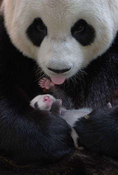 Taipei Zoo Zoo News Is The Sex Of Giant Panda Cubs Hard To Tell
