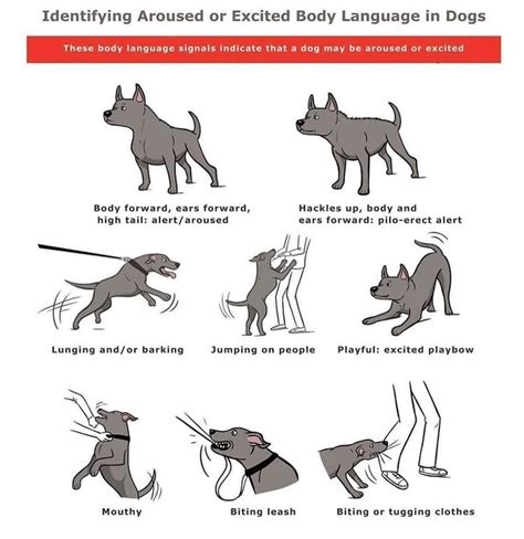 Identifying Aroused Or Excited Body Language In Dogs Dog Training