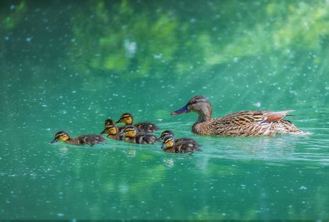 1920x1080 Duck With Her Ducklings Laptop Full Hd 1080p Hd 4k