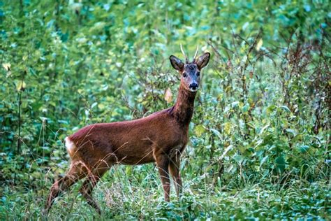 Deer Forest Wildlife Royalty Free Stock Photo