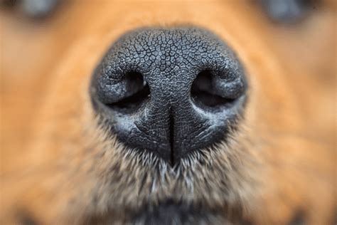 Visión Canina ¿cómo Ven Los Perros El Mundo Y Qué Colores Pueden
