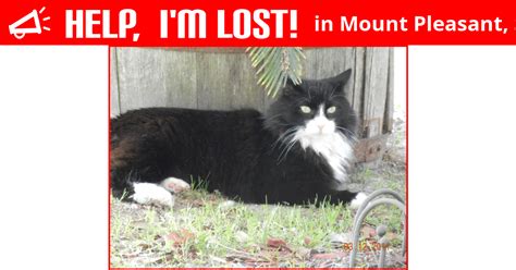 Lost Cat Mount Pleasant South Carolina Blackie