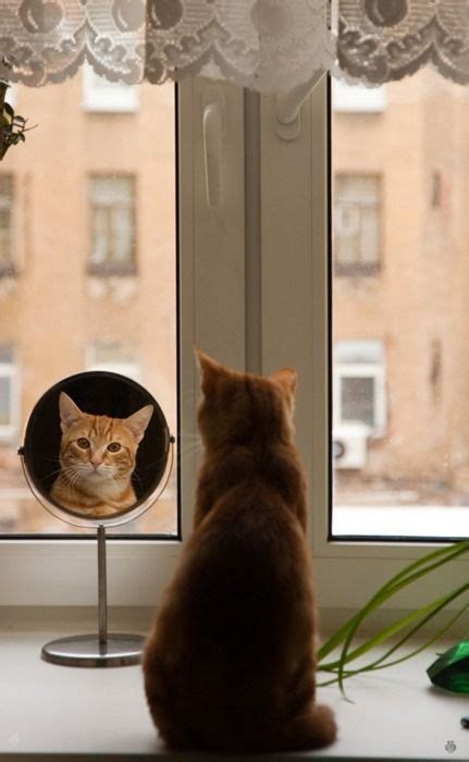 Why Do Cats Go Bonkers When They See Themselves In The Mirror