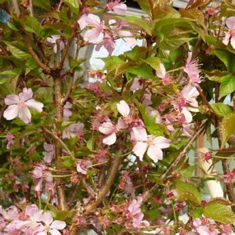 It is a strong, drought resistant plant that grows as far north as manitoba. Prunus nipponica Ruby Dwarf Flowering Cherry Tree | ScotPlants
