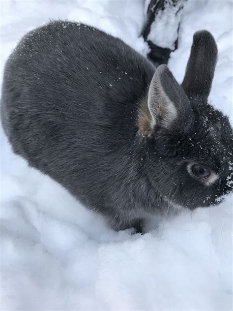Cute Bunny In The Snow Cute Animals Pet Rabbit Animals