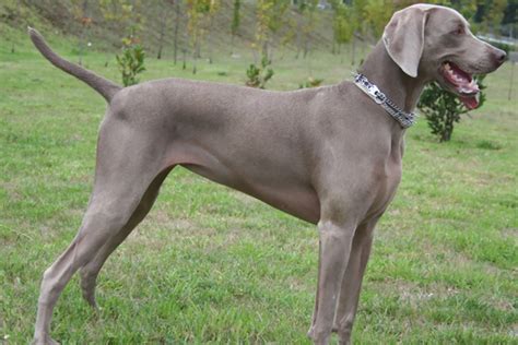 Weimaraner puppies for sale, weimaraner dogs for adoption and weimaraner dog breeders. Weimaraner Puppies for Sale from Reputable Dog Breeders