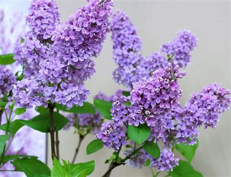 Lilacs How To Plant Grow And Care For Lilac Shrubs The Old Farmer