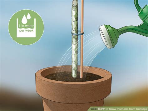When properly planted, most cuttings will root in four to six weeks. How to Grow Plumeria from Cuttings (with Pictures) - wikiHow