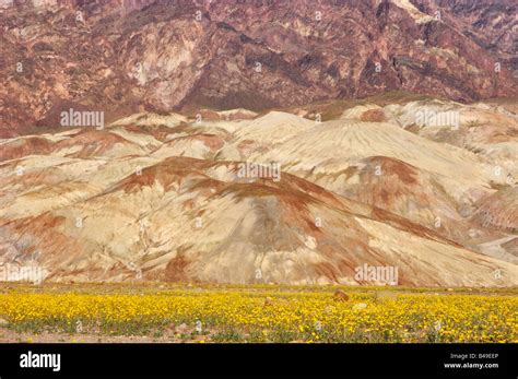 Desert Gold Geraea Canescens Under The Mineral Rich Foothills Of The