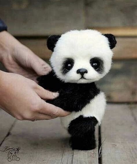 ♥️ Panda 🐼 🐼🐼🐼🐼🐼🐼🐼 Maquillaje Panda Bebe Animales Adorables Y
