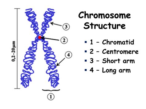 Biology Pictures Structure Of Chromosome Vrogue Co