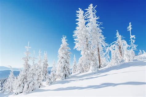 Premium Photo Fantastic Winter Landscape Snow Covered Christmas
