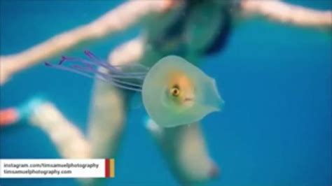 Fish Trapped Inside Jellyfish Goes Viral Wtf Video Ebaums World