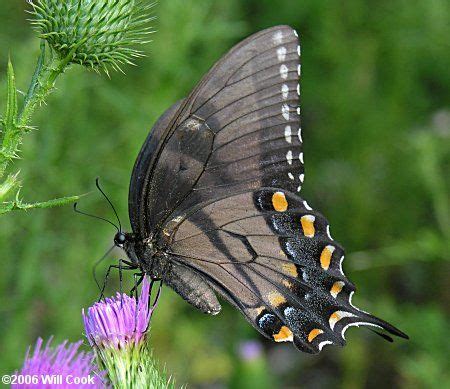 Dark Form Female Eastern Tiger Swallowtail The Undersides Are Also