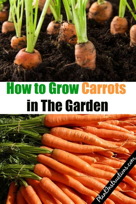 How To Plant Carrots Plant Instructions