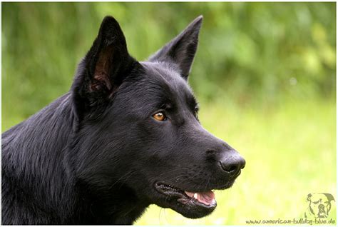 Diese überaus vielseitige und intelligente. die Gretel - schwarzer Schäferhund Foto & Bild | tiere ...