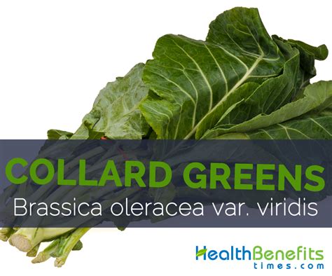Collard Greens Nutrition Facts And Benefits Besto Blog