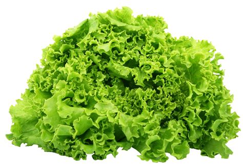 Green Lettuce Png Image Purepng Free Transparent Cc0 Png Image Library