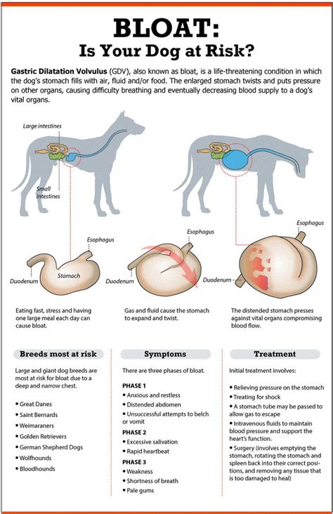 Twisted Stomach In Dogs Symptoms And Treatment Losing A Dog Dog