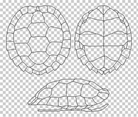 Turtle Shell Pattern Drawing At