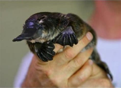 15 Pictures Of Baby Platypuses That Ll Make Your Heart Melt Platypus