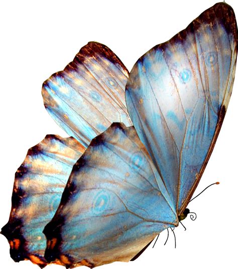 These images will give you an idea of the kind of image(s) to place in your articles and. Aesthetic Blue Butterfly Png - 2021