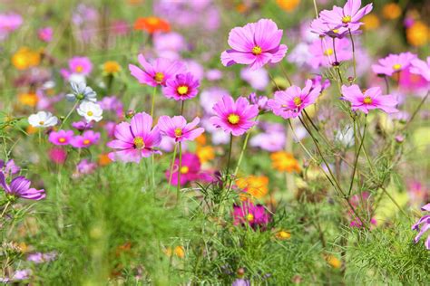 Pink Blooming Flower In Field Of Wildflowers Stock Photo Dissolve