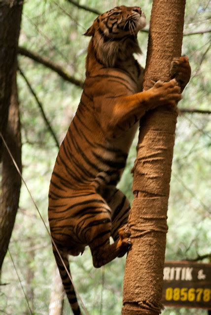 Tiger Climbing A Tree Flickr Photo Sharing