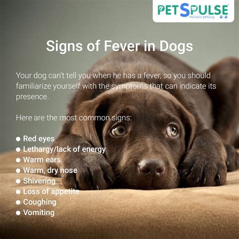 Pin On Fever In Dogs