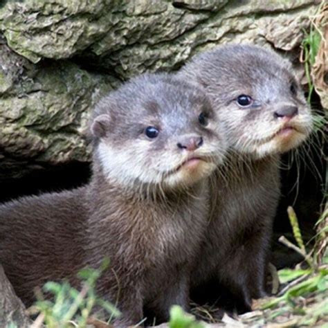 Baby Otters Baby Otters Cuteness Cute Animals Animals Beautiful