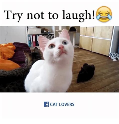 Do Not Laugh Cats