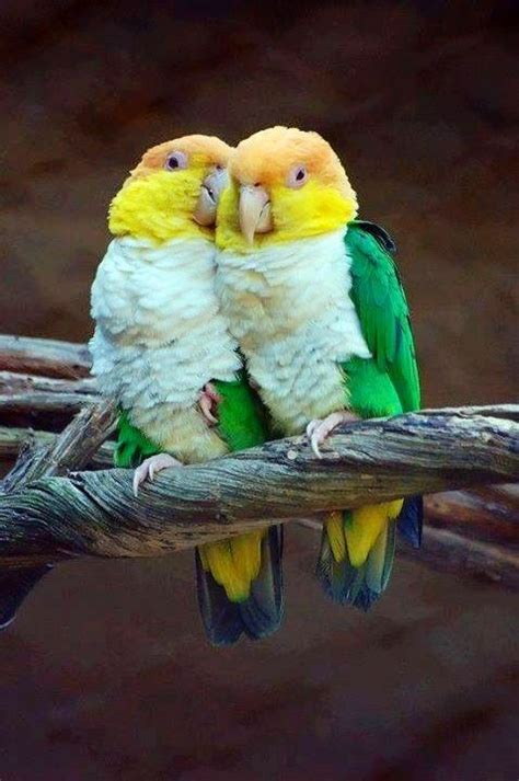 Kisses Of Bird Love Best Pet Birds Pet Birds Birds