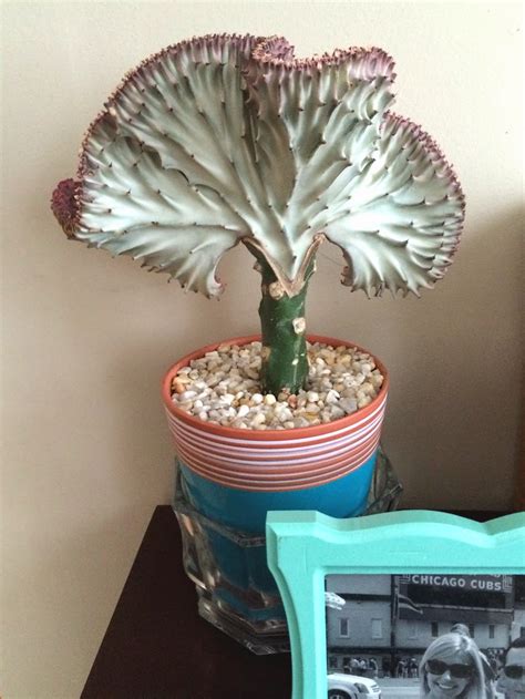 Plant grows up to 24″ (61 cm) tall. This Little House of Mine: My New Cactus