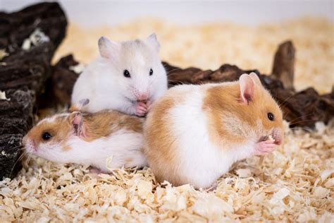 Hamster Breeds Types Care And Diet Of Your Small Pet 2023