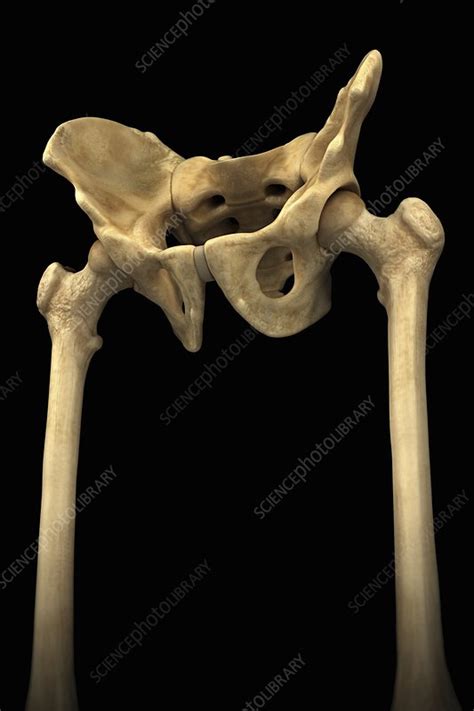 Hip Bones Male Artwork Stock Image C0204142 Science Photo Library