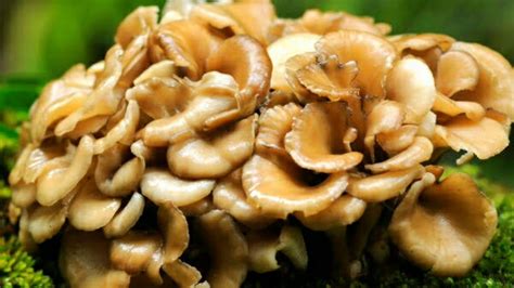 Worlds Famous Edible Japanese Mushrooms With Scientific Names Youtube